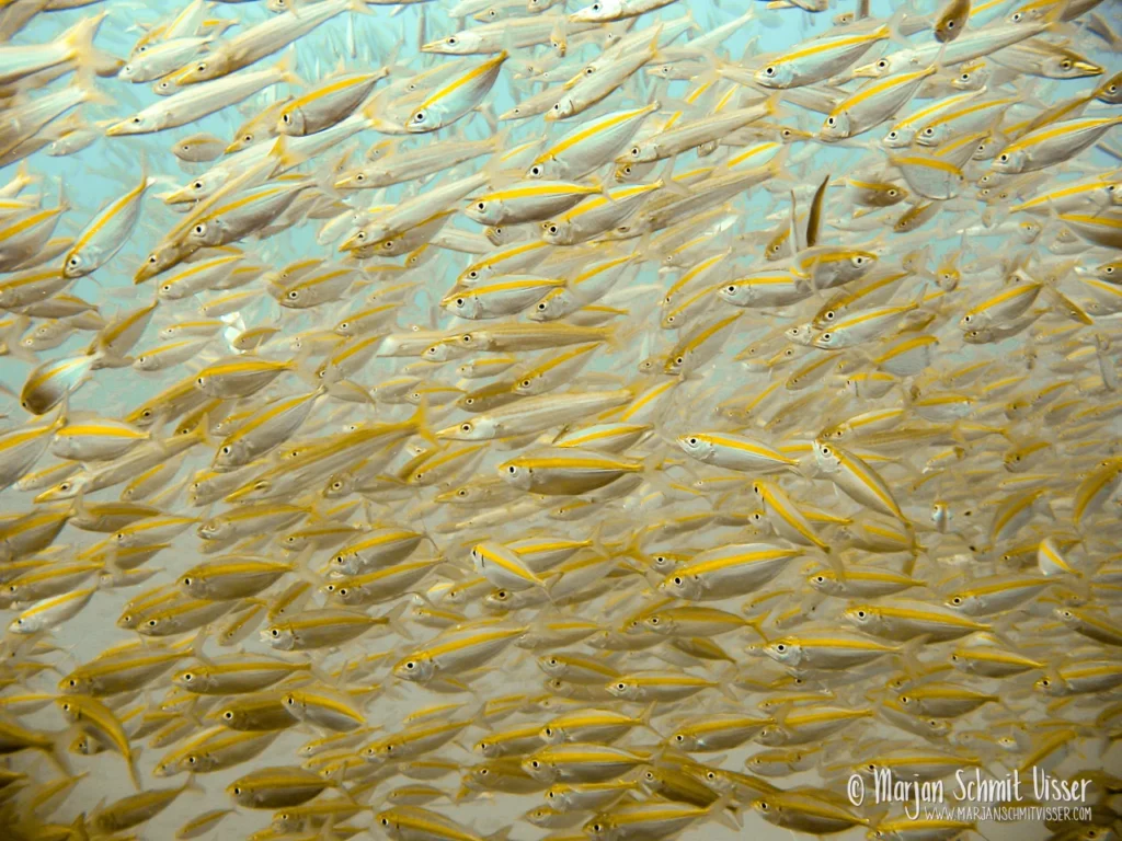 Onderwaterfotografie 11 Onderwaterfotografie 2007 0112 6211 100 Days Asia Liveaboard Similan Islands Thailand 1280px © Marjan Schmit Visser Laat je meeslepen door adembenemende onderwaterfotografie: uniek zeeleven, exotische locaties en sfeervolle beelden.