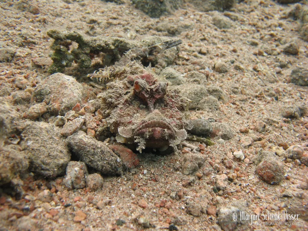 2009 0411 9647 Underwater Moray Garden Dahab Egypt 1280px © Marjan Schmit Visser Laat je meeslepen door adembenemende onderwaterfotografie: uniek zeeleven, exotische locaties en sfeervolle beelden.