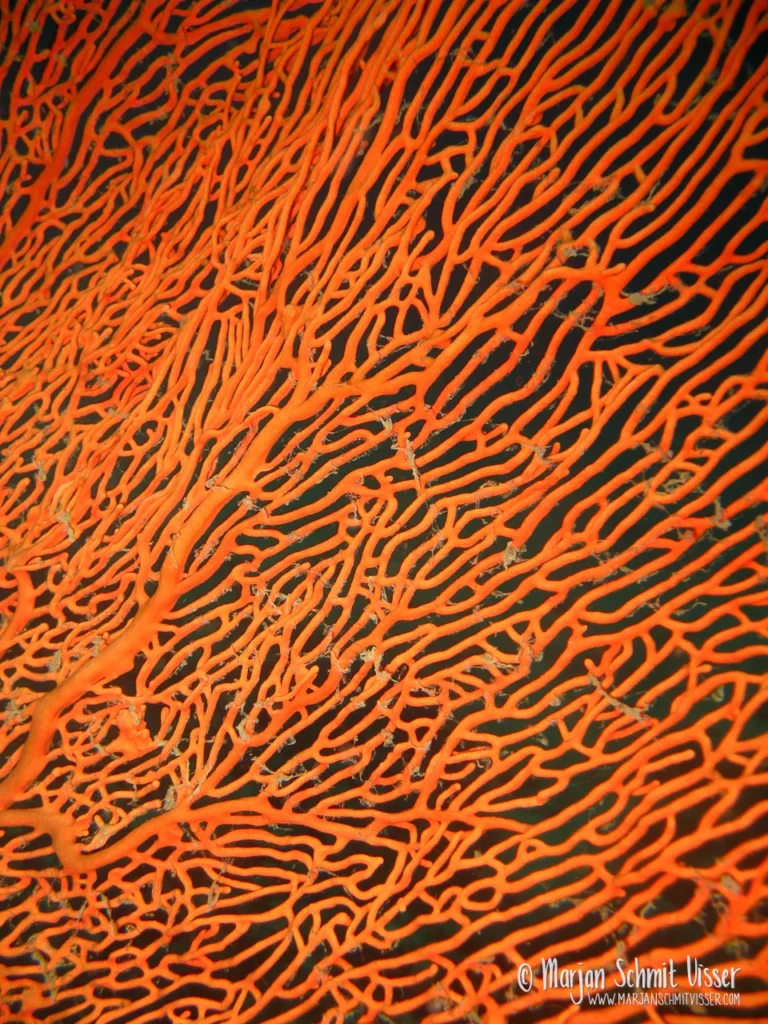 2009 1226 1699 Underwater Koh Lipe Thailand 1280px © Marjan Schmit Visser Laat je meeslepen door adembenemende onderwaterfotografie: uniek zeeleven, exotische locaties en sfeervolle beelden.