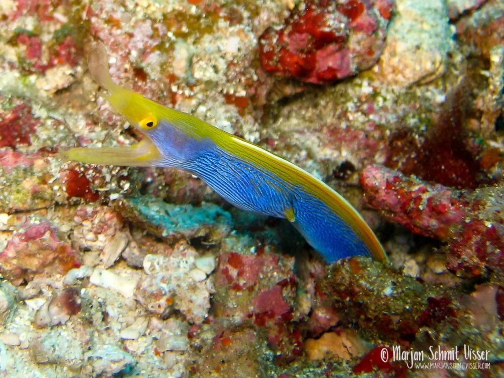 Onderwaterfotografie 13 Onderwaterfotografie 2010 0114 1950 Liveaboard Similan Islands Thailand 1280px © Marjan Schmit Visser Laat je meeslepen door adembenemende onderwaterfotografie: uniek zeeleven, exotische locaties en sfeervolle beelden.