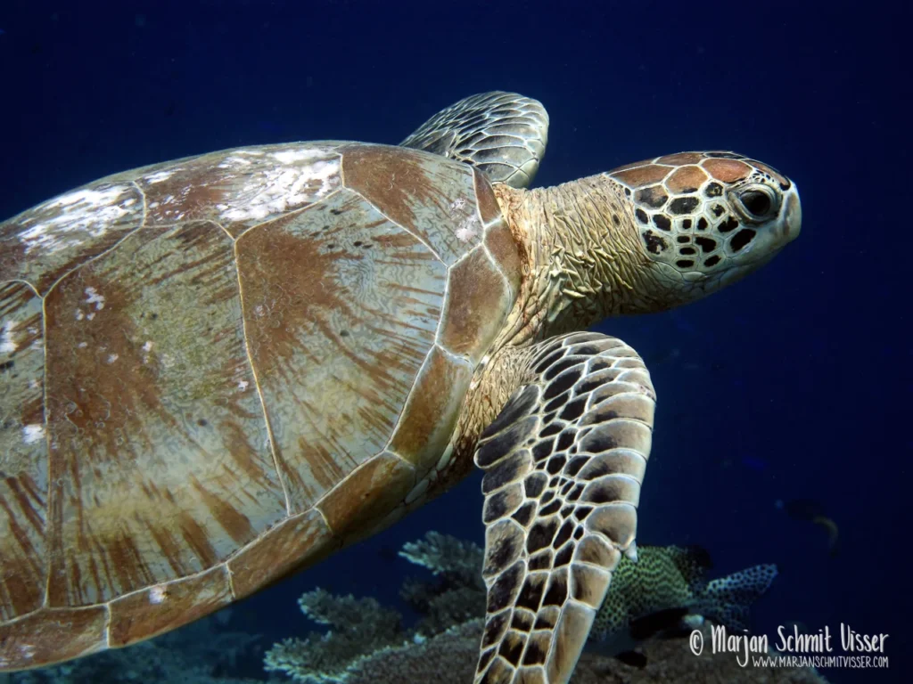 2010 0319 0505 Sipadan Underwater Sipadan Malaysian Borneo 1280px © Marjan Schmit Visser Laat je meeslepen door adembenemende onderwaterfotografie: uniek zeeleven, exotische locaties en sfeervolle beelden.