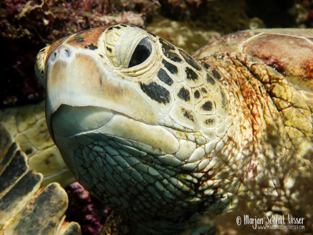 2010 0319 0564 Underwater Sipadan Malaysian Borneo 1280px © Marjan Schmit Visser Laat je meeslepen door adembenemende onderwaterfotografie: uniek zeeleven, exotische locaties en sfeervolle beelden.