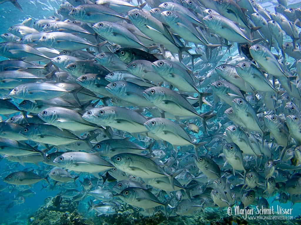 Onderwaterfotografie 10 Onderwaterfotografie 2010 0320 0713 Jacks Underwater Sipadan Malaysian Borneo 1280px © Marjan Schmit Visser Laat je meeslepen door adembenemende onderwaterfotografie: uniek zeeleven, exotische locaties en sfeervolle beelden.