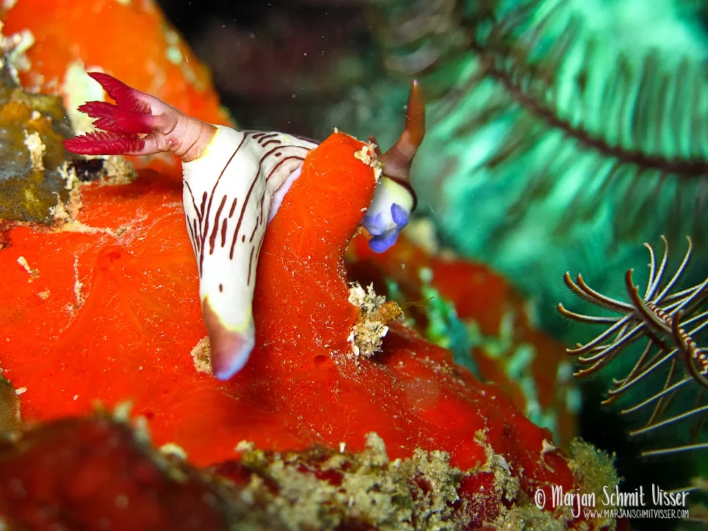 Onderwaterfotografie 19 Onderwaterfotografie 2010 0321 0801 Diving Mantabuan Borneo 1280px © Marjan Schmit Visser Laat je meeslepen door adembenemende onderwaterfotografie: uniek zeeleven, exotische locaties en sfeervolle beelden.
