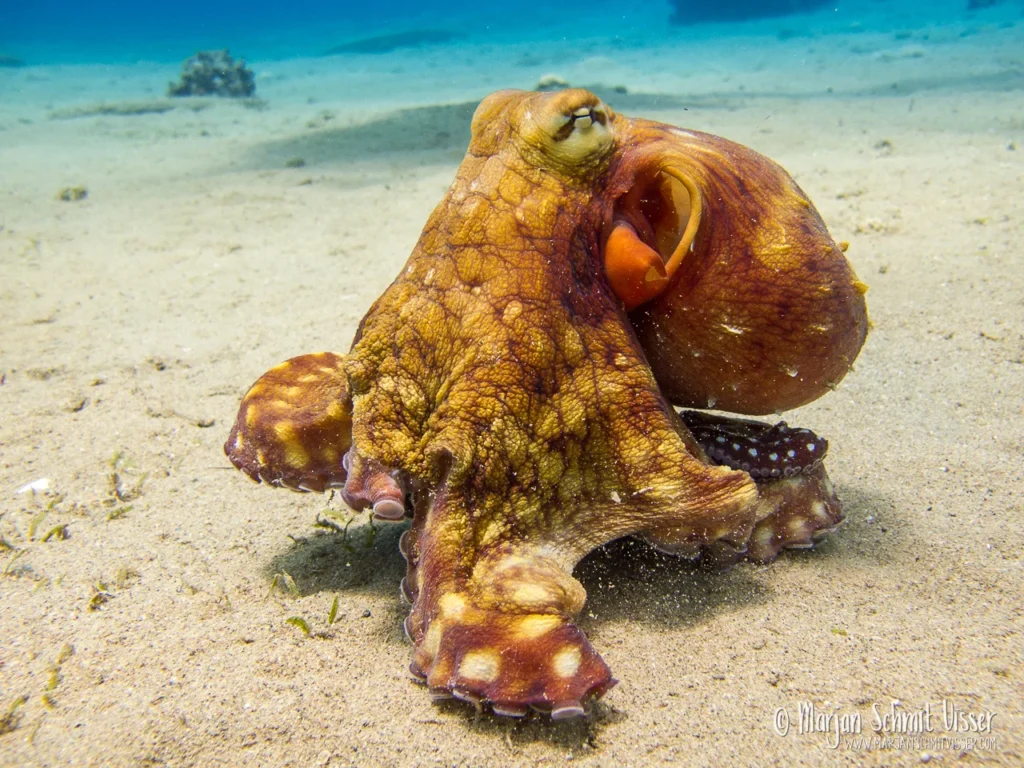 Onderwaterfotografie 18 Onderwaterfotografie Octopus die over de zandbodem beweegt in het water van Dahab, Egypte.