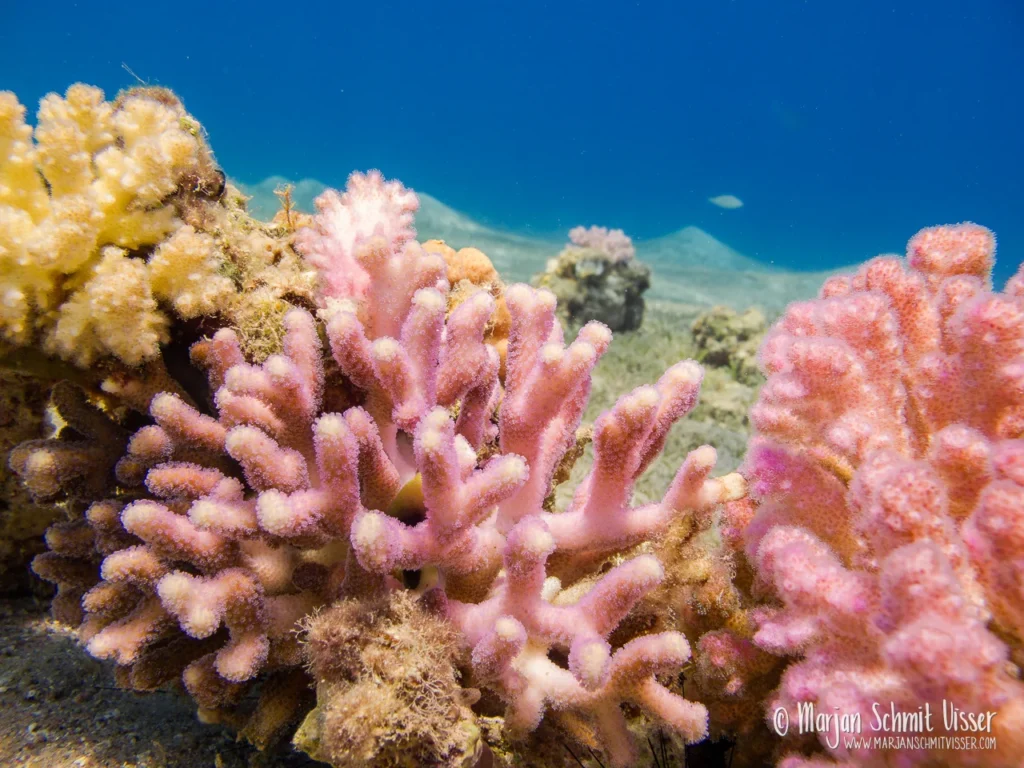 Onderwaterfotografie 17 Onderwaterfotografie 2011 0515 3386 Underwater Bannerfish Bay Dahab Egypt 1280px © Marjan Schmit Visser Laat je meeslepen door adembenemende onderwaterfotografie: uniek zeeleven, exotische locaties en sfeervolle beelden.