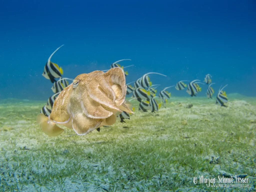 Onderwaterfotografie 16 Onderwaterfotografie Sepia die vlak boven de zandbodem zwemt met een school bannerfish op de achtergrond in Dahab, Egypte.