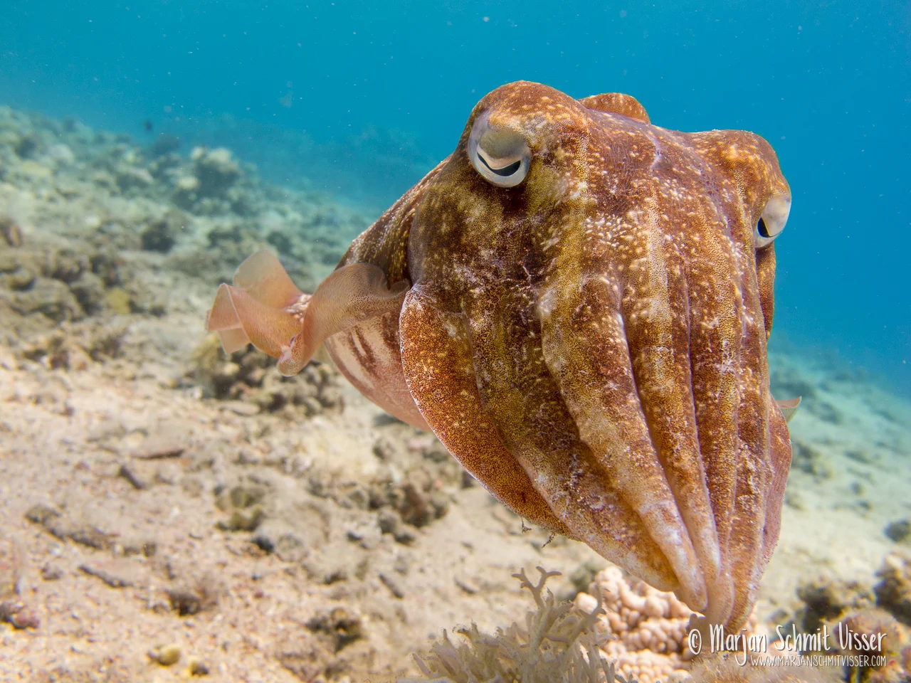 Portfolio 4 Portfolio Silhouet van een duiker die onder water in het zonlicht boven hem zwemt.