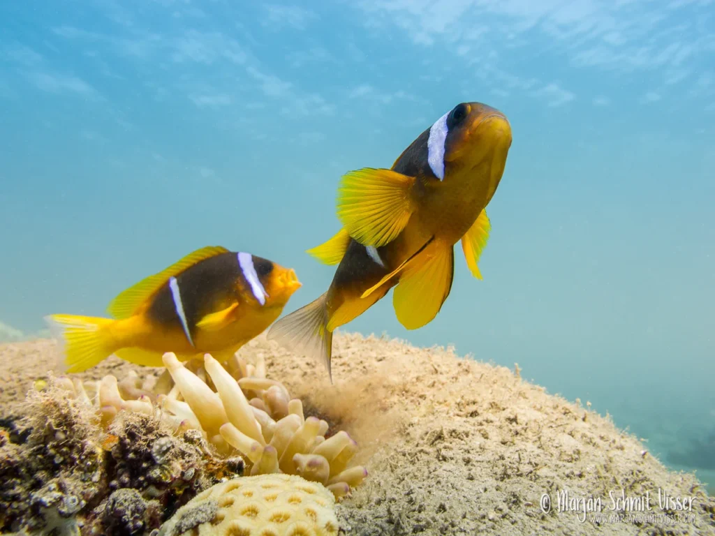 Onderwaterfotografie 8 Onderwaterfotografie 2011 0517 3544 Underwater Bannerfish Bay Dahab Egypt 1280px © Marjan Schmit Visser Laat je meeslepen door adembenemende onderwaterfotografie: uniek zeeleven, exotische locaties en sfeervolle beelden.