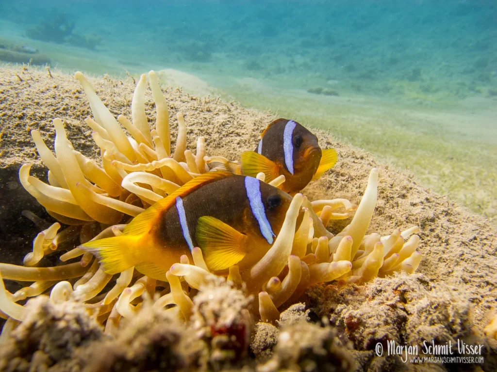 Onderwaterfotografie 22 Onderwaterfotografie 2011 0517 3598 Underwater Bannerfish Bay Dahab Egypt 1280px © Marjan Schmit Visser Laat je meeslepen door adembenemende onderwaterfotografie: uniek zeeleven, exotische locaties en sfeervolle beelden.