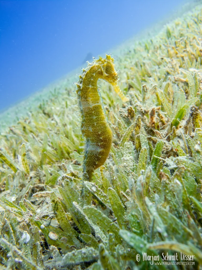 2011 0517 3642 Underwater Bannerfish Bay Dahab Egypt 1280px © Marjan Schmit Visser Laat je meeslepen door adembenemende onderwaterfotografie: uniek zeeleven, exotische locaties en sfeervolle beelden.