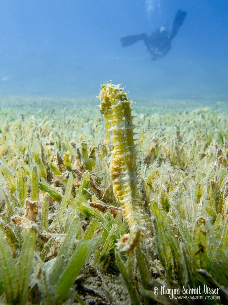 Onderwaterfotografie 20 Onderwaterfotografie 2011 0517 3644 Underwater Bannerfish Bay Dahab Egypt 1280px © Marjan Schmit Visser Laat je meeslepen door adembenemende onderwaterfotografie: uniek zeeleven, exotische locaties en sfeervolle beelden.