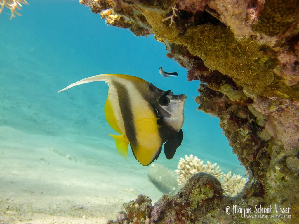 Onderwaterfotografie 6 Onderwaterfotografie 2011 0518 3706 Underwater Bannerfish Bay Dahab Egypt 1280px © Marjan Schmit Visser Laat je meeslepen door adembenemende onderwaterfotografie: uniek zeeleven, exotische locaties en sfeervolle beelden.