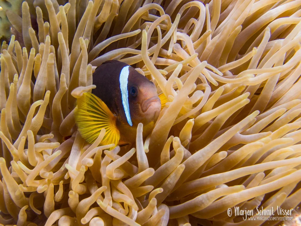 Onderwaterfotografie 5 Onderwaterfotografie 2011 0519 3722 Underwater Bannerfish Bay Dahab Egypt 1280px © Marjan Schmit Visser Laat je meeslepen door adembenemende onderwaterfotografie: uniek zeeleven, exotische locaties en sfeervolle beelden.