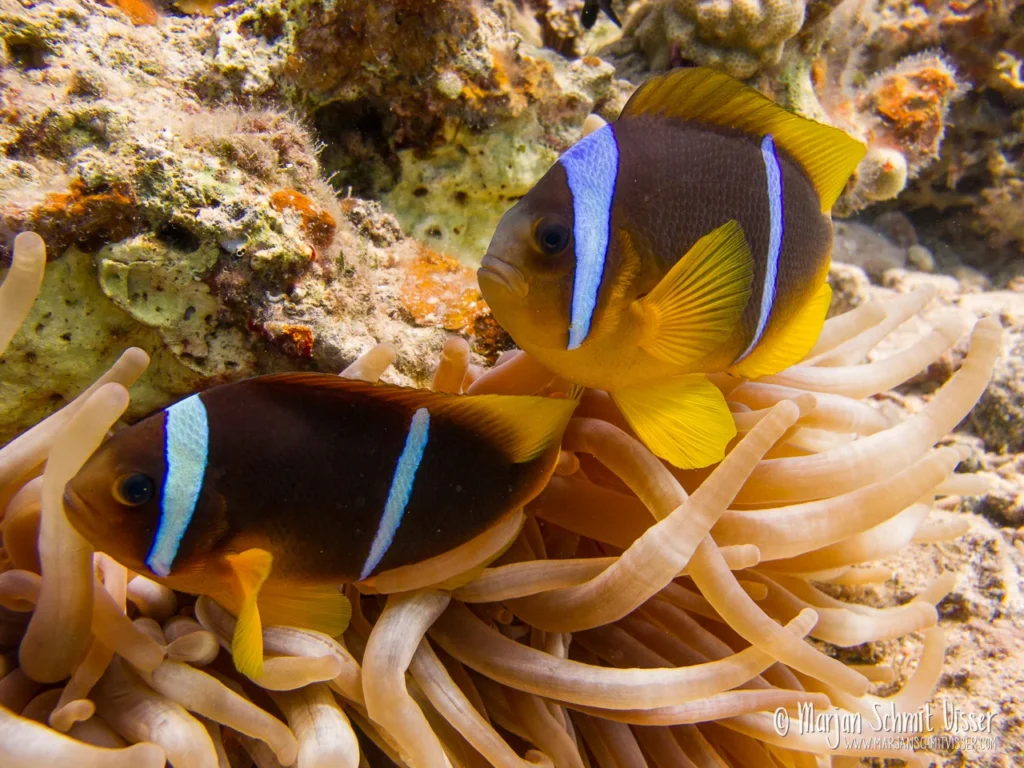 2011 0519 3726 Underwater Bannerfish Bay Dahab Egypt 1280px © Marjan Schmit Visser Laat je meeslepen door adembenemende onderwaterfotografie: uniek zeeleven, exotische locaties en sfeervolle beelden.