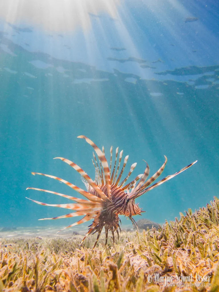 2011 0615 4214 Bannerfish Bay Dahab Egypt 1280px © Marjan Schmit Visser Laat je meeslepen door adembenemende onderwaterfotografie: uniek zeeleven, exotische locaties en sfeervolle beelden.