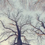 Hoe jouw favoriete problemen je helpen focussen 12 favoriete problemen - Richard Feynman strategie