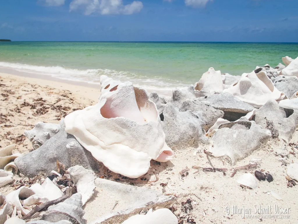 Witte schelpen op een tropisch strand met turquoise zee op de achtergrond in Cozumel, Mexico.