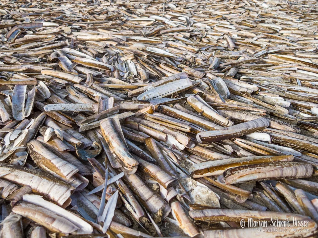 2014 1102 6118 Beach Wijk aan Zee The Netherlands 1280px © Marjan Schmit Visser Ontdek unieke landschapsfotografie van de Nederlandse kust: Waddenzee, Noordzee, natuur, rust & sfeer. Bekijk de collectie van Marjan Schmit Visser.