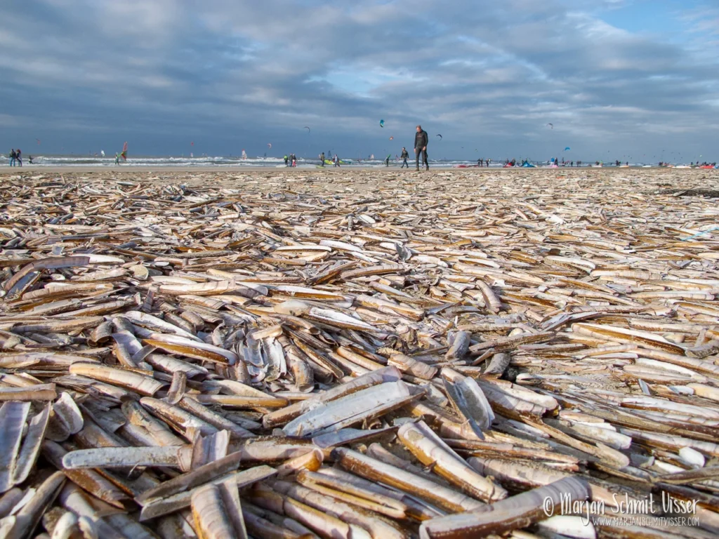 Aan de Nederlandse kust 36 Aan de Nederlandse kust 2014 1102 6119 Beach Wijk aan Zee The Netherlands 3684x2760 1280px © Marjan Schmit Visser Ontdek unieke landschapsfotografie van de Nederlandse kust: Waddenzee, Noordzee, natuur, rust & sfeer. Bekijk de collectie van Marjan Schmit Visser.