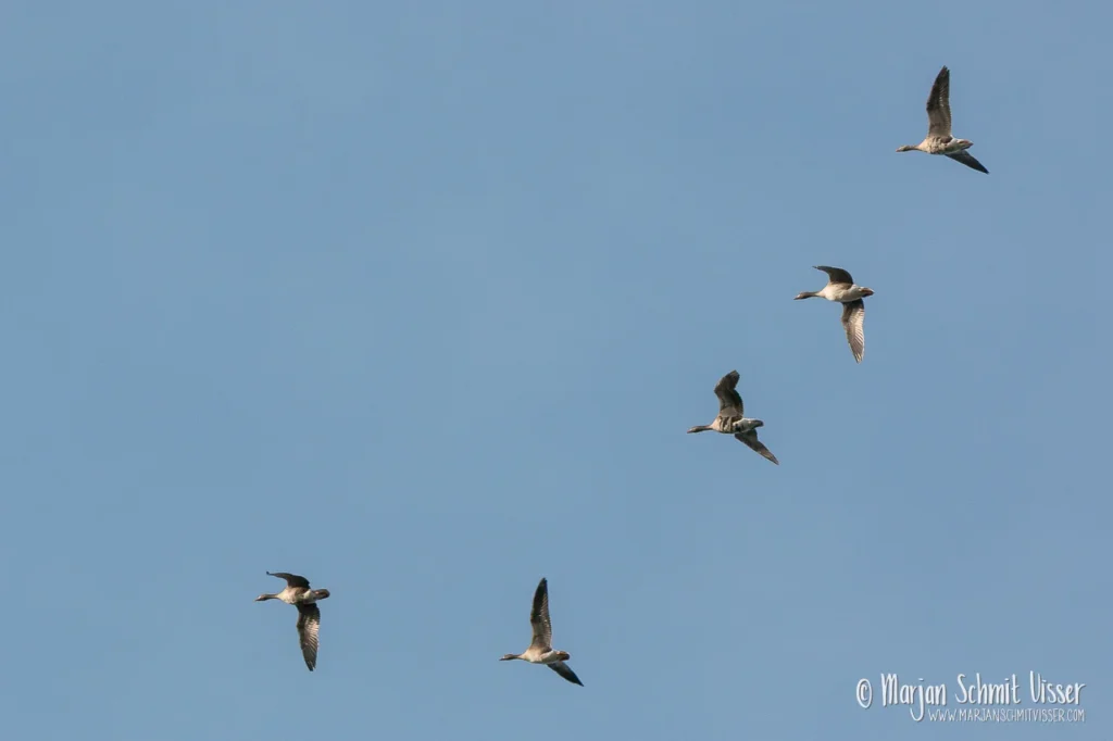 Landschapsfotografie 27 Landschapsfotografie Vijf ganzen in vlucht tegen een heldere blauwe lucht boven Goïngarijp, Nederland.