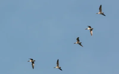 Home 1 Home Strategie & koers bepalen voor ondernemers