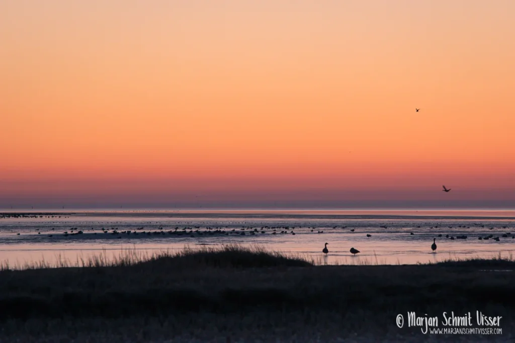 Aan de Nederlandse kust 28 Aan de Nederlandse kust 2021 0131 5928 Sunrise Striep Terschelling The Netherlands 1280px © Marjan Schmit Visser Ontdek unieke landschapsfotografie van de Nederlandse kust: Waddenzee, Noordzee, natuur, rust & sfeer. Bekijk de collectie van Marjan Schmit Visser.
