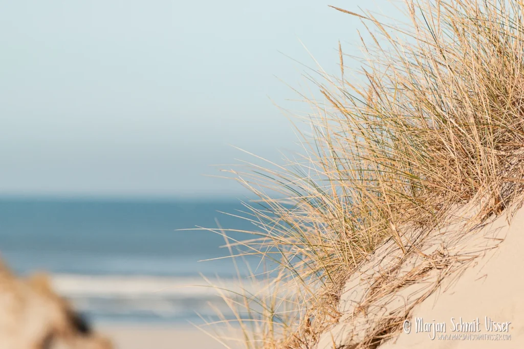 Helmgras op een duin met zicht op zee bij De Boschplaat op Terschelling, Nederland, in warm winterlicht.