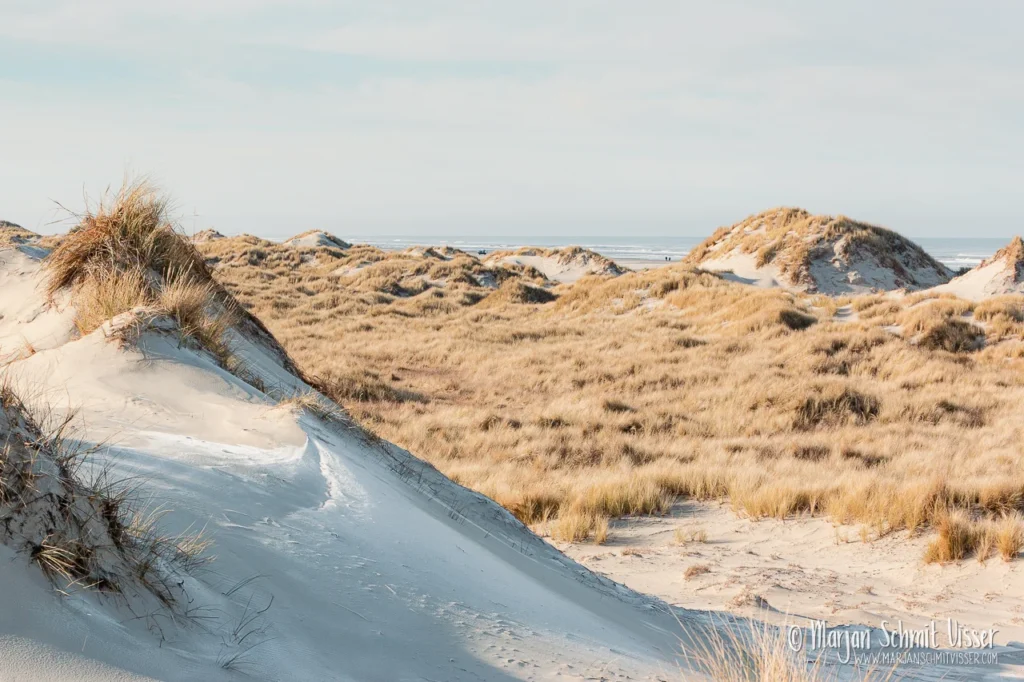 Aan de Nederlandse kust 23 Aan de Nederlandse kust Duinlandschap met helmgras en zand bij De Boschplaat op Terschelling, Nederland, met uitzicht op zee onder zacht winterlicht.