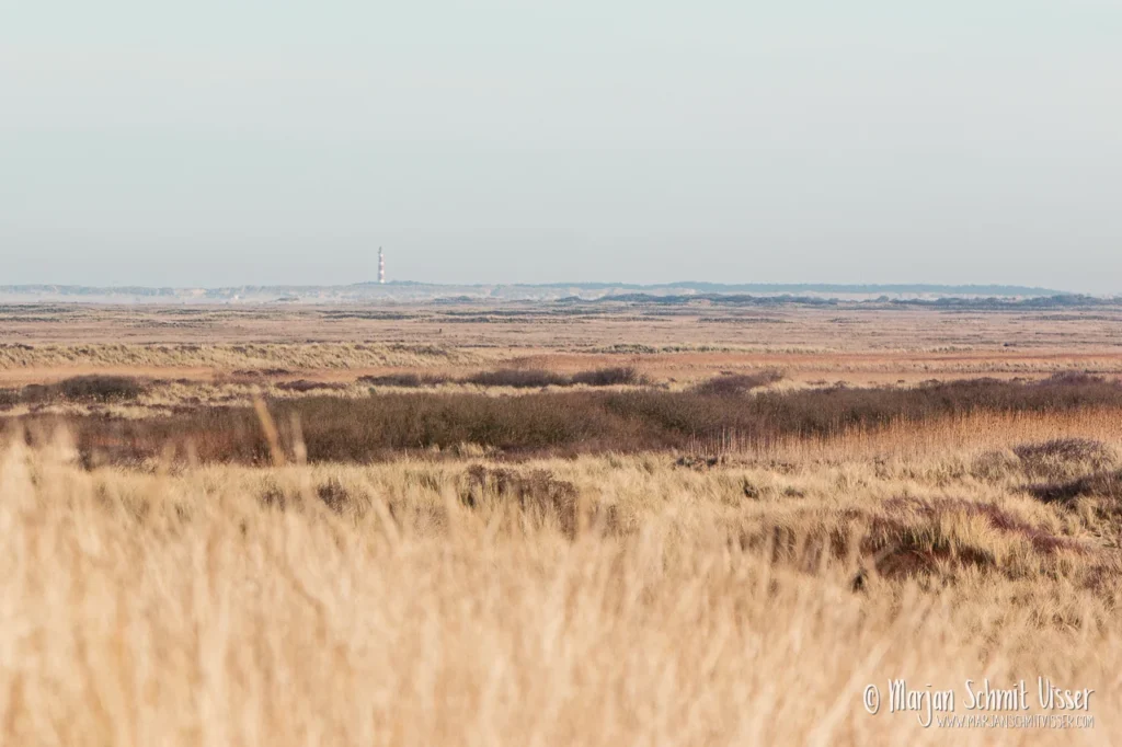 Uitzicht over het natuurgebied De Boschplaat op Terschelling, Nederland, met riet en gras op de voorgrond en de vuurtoren van Ameland in de verte.