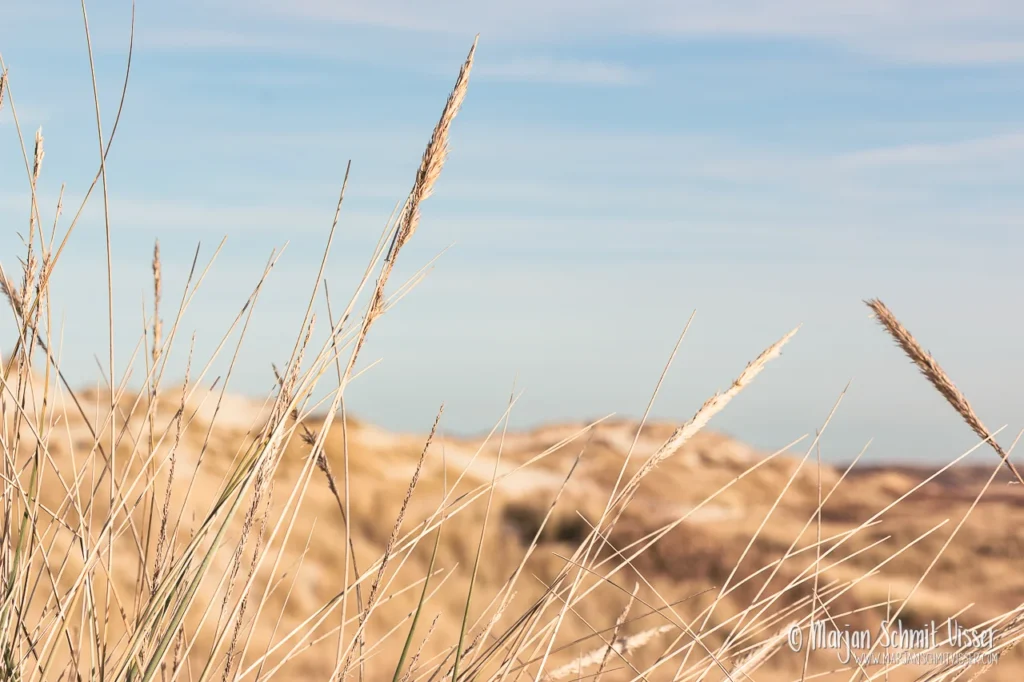 Aan de Nederlandse kust 21 Aan de Nederlandse kust Helmgras in close-up met duinen en blauwe lucht op de achtergrond op Terschelling, Nederland.
