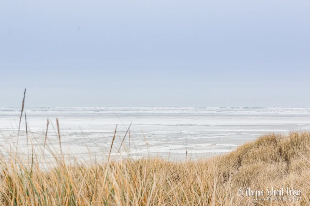 Helmgras op een winterstrand van Terschelling, Nederland, met een mistige zee en bleke lucht op de achtergrond.