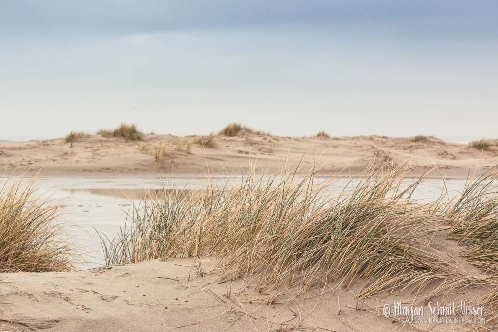 Aan de Nederlandse kust 17 Aan de Nederlandse kust Helmgras in de duinen bij Midsland op Terschelling, Nederland, met zand en zee op de achtergrond onder een grijze lucht.