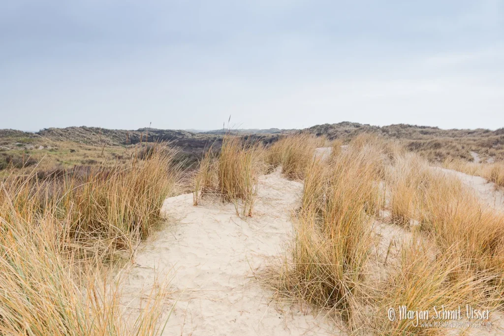 Aan de Nederlandse kust 18 Aan de Nederlandse kust Helmgras op een tuintop bij Midsland op Terschelling, Nederland, onder een grijze lucht met weids uitzicht over het duinlandschap.