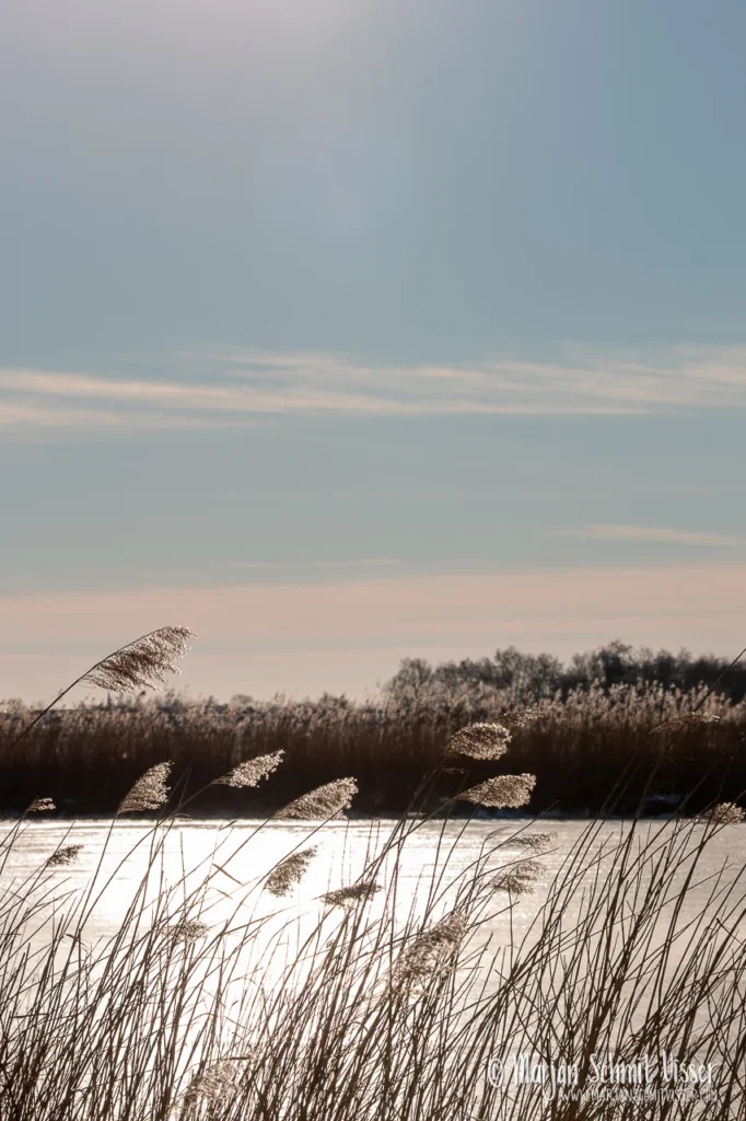 Rietpluimen langs het bevroren water in De Fryske Marren, Nederland, met zonlicht dat glinstert op het ijs.