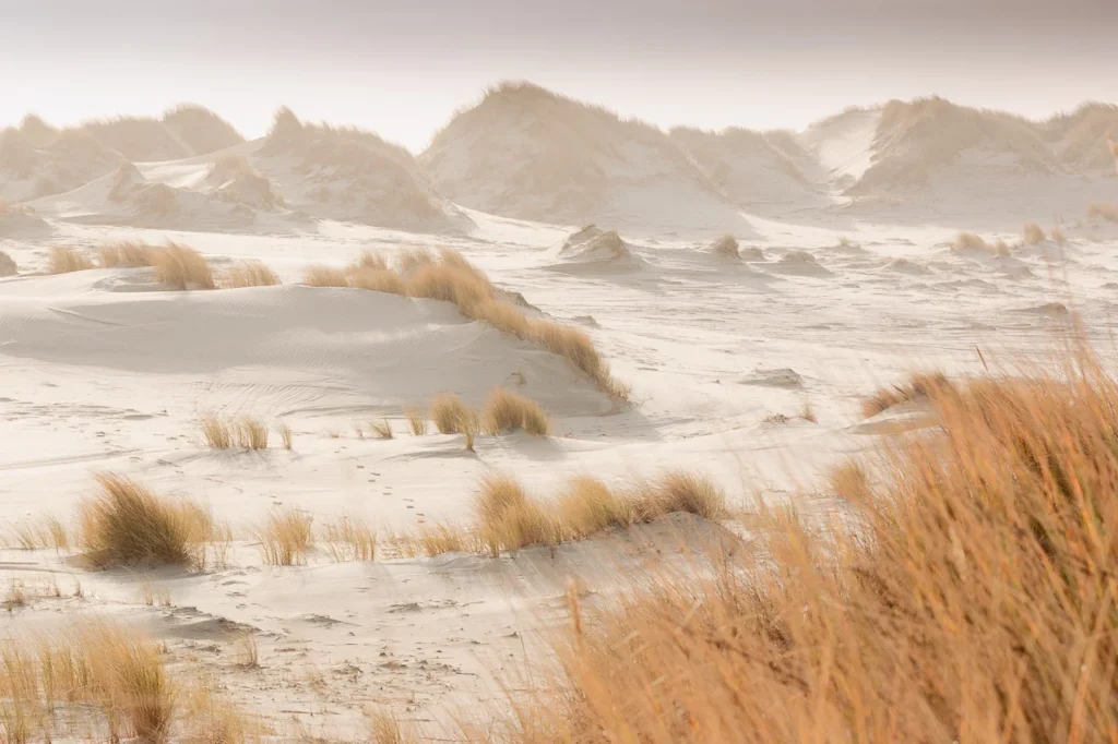 Duinen - Terschelling, Nederland © Marjan Schmit Visser