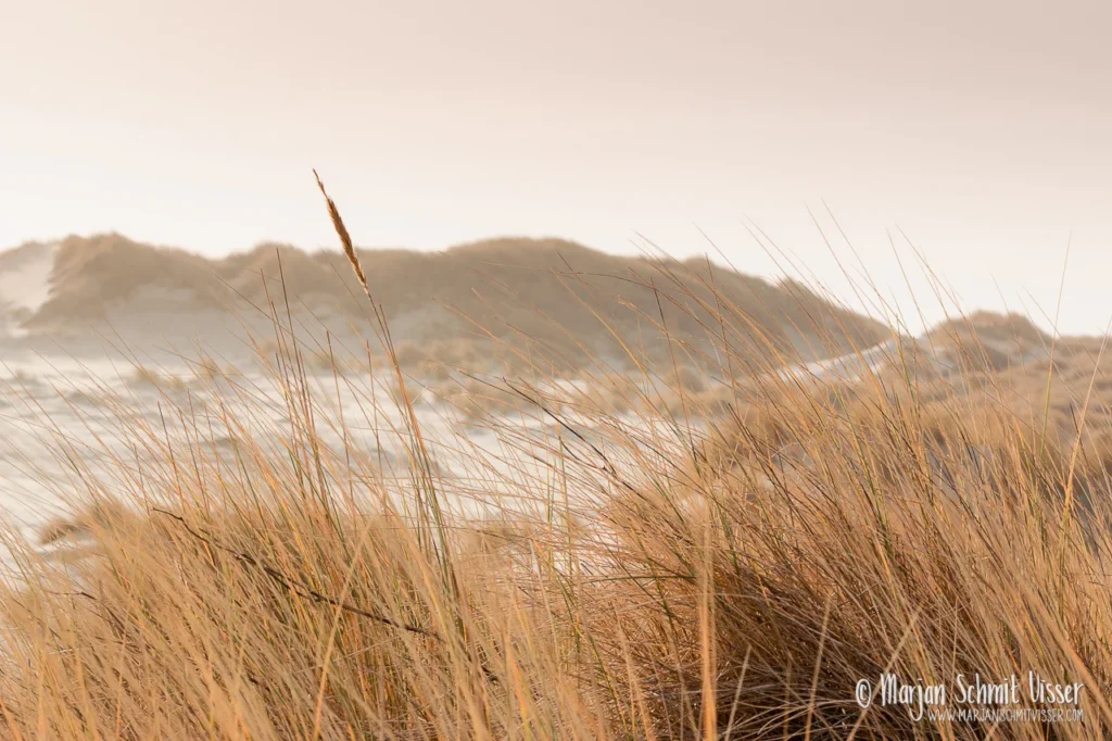 Aan de Nederlandse kust 14 Aan de Nederlandse kust Zacht belichte duinen met helmgras op Terschelling, Nederland, in warm namiddaglicht met nevelige lucht.