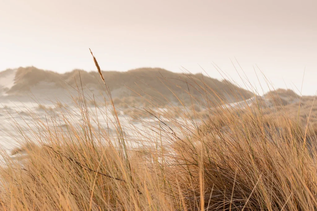 Helmgras in tegenlicht met duinen op de achtergrond op Terschelling