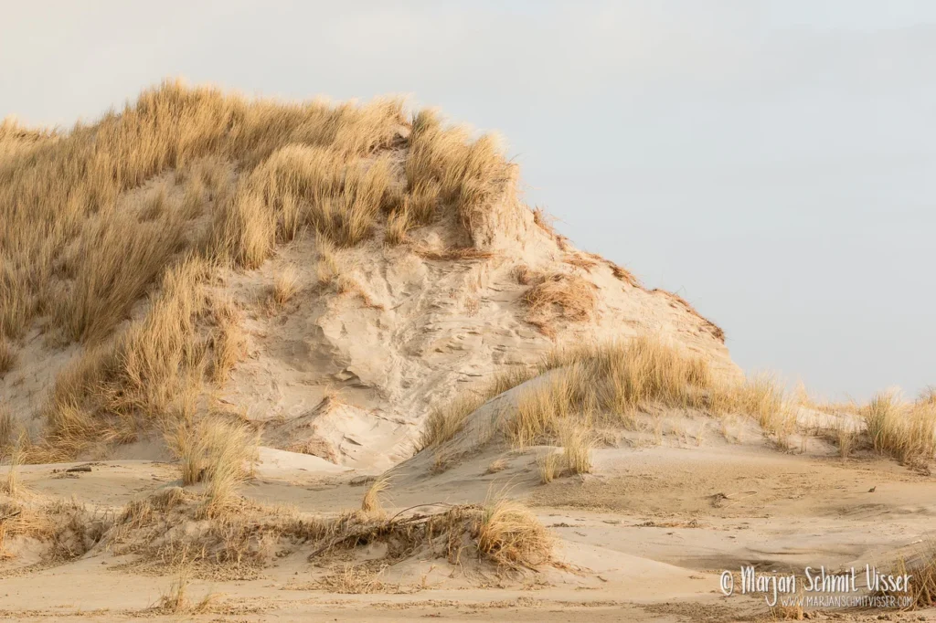Zandduin met helmgras op Terschelling, Nederland, in warm namiddaglicht met zichtbare texturen van zand en gras.