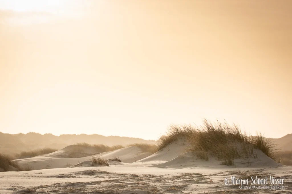 Aan de Nederlandse kust 12 Aan de Nederlandse kust Duinlandschap bij Oosterend op Terschelling, Nederland, met zacht zonlicht en helmgras in warme tinten.