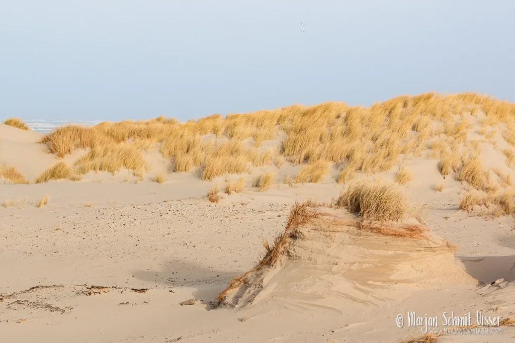 Zandduinen met helmgras op Terschelling, Nederland, in zacht winterlicht onder een lichte hemel.