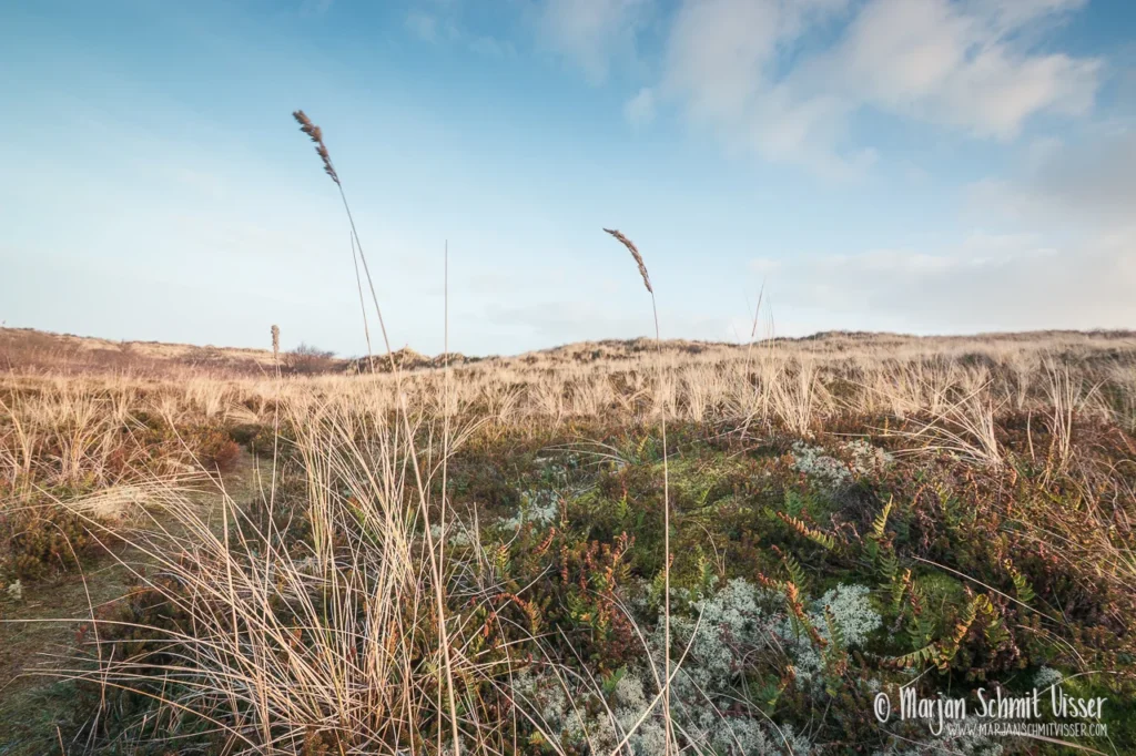 2022 0130 8373 Walk Oosterend Terschelling The Netherlands 1280px © Marjan Schmit Visser Ontdek unieke landschapsfotografie van de Nederlandse kust: Waddenzee, Noordzee, natuur, rust & sfeer. Bekijk de collectie van Marjan Schmit Visser.