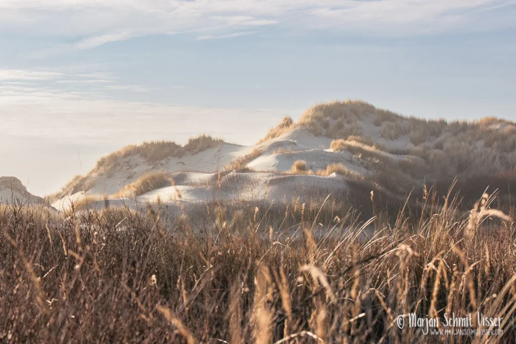 Aan de Nederlandse kust 15 Aan de Nederlandse kust Glooiende duinen met helmgras in zacht ochtendlicht op Terschelling, Nederland, met blauwe lucht en lichte bewolking.