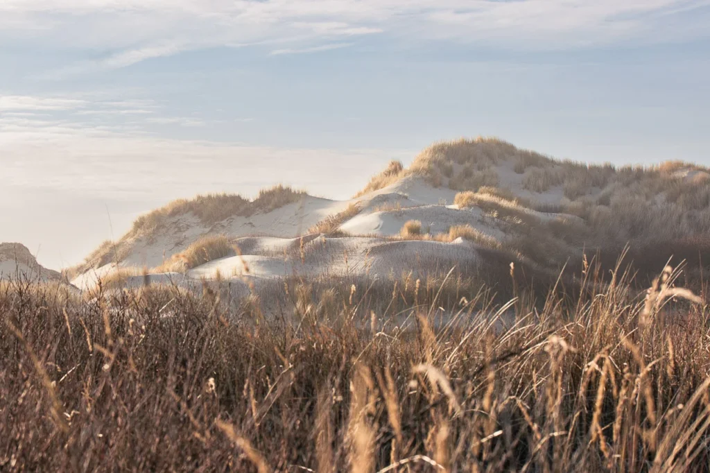 Gelaagde duinen met helmgras in namiddaglicht op Terschelling