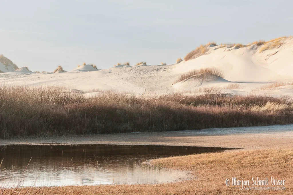 Duinvallei met waterplas en helmgras in warm winterlicht op Terschelling, Nederland, met lichte zandduinen op de achtergrond.