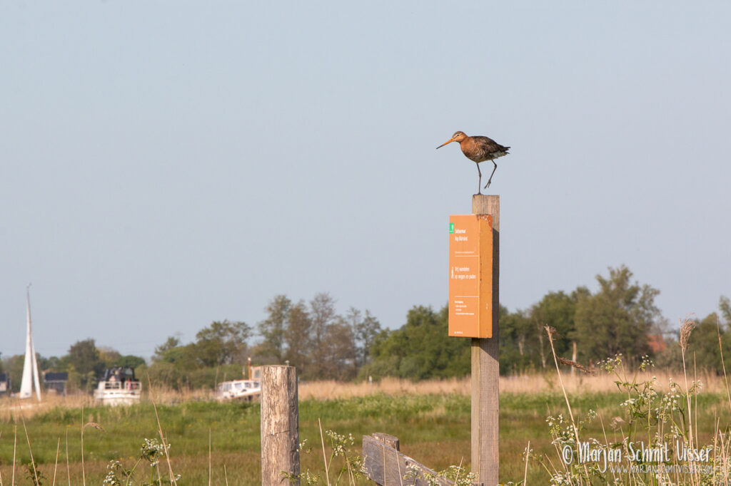 Grutto op een houten paaltje in de Bloksleatpolder, Nederland, met grasland en passerende boten op de achtergrond.