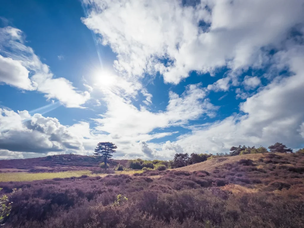Landschapsfotografie 8 Landschapsfotografie Heidelandschap bij Bergen aan Zee in Nederland met zon, wolken en duinen onder een heldere blauwe lucht.