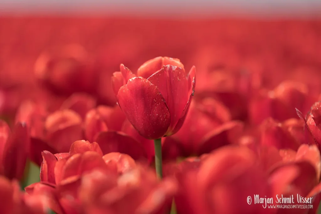 Close-up van een rode tulp die boven een veld met rode tulpen uitsteekt, met zachte scherpte en een rustige achtergrond.