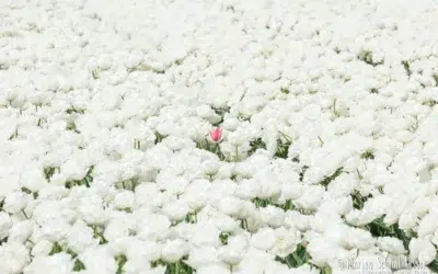 Strategie & koers bepalen voor ondernemers