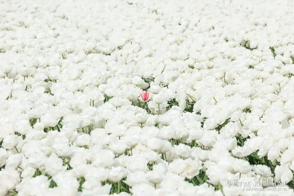 Landschapsfotografie 11 Landschapsfotografie Een roze tulp die opvalt tussen een uitgestrekt veld met witte tulpen in de Noordoostpolder.